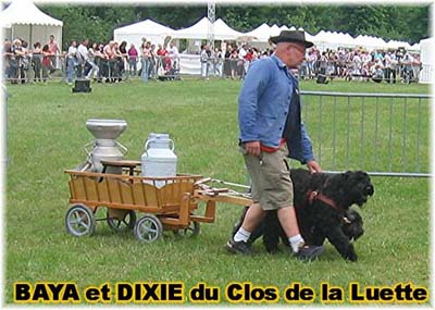 bouvier des flandres et attelage canin - Elevage du Clos de la Luette  -  Copyright depose